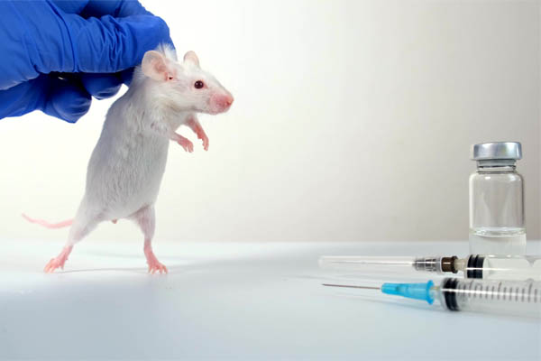 Why researchers still cling to animal experimentation – and how to change it