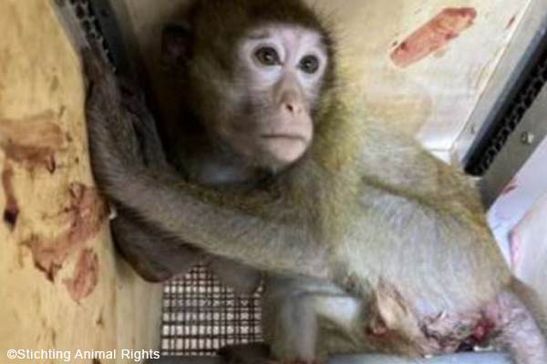 Non-human-primate trade